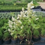 Hortenzija šluotelinė (Hydrangea paniculata)